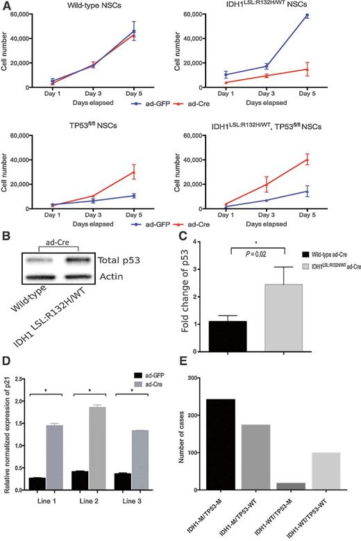 Figure 2. Mutant Idh1–induced cellular arrest is rescued in the presence of Tp53 deletion. A, NSCs were infected with ad-GFP or ad-Cre in vitro and expanded. Proliferation was assessed via the CyQUANT Cell Proliferation Assay at Day 1, 3, and 5. Each timepoint contains samples run in triplicate and three independent trials were performed. Figure depicts a representative trial. B, Western blot analysis of NSCs following ad-Cre infection shows an increase in total p53 in mutant Idh1–expressing NSCs. C, Quantification of blot intensity of total p53 Western blot analysis (unpaired Student t test, P = 0.02, error bars indicate SEM). D, qPCR for p21 expression was performed on three Idh1LSL:R132H/WT NSC lines treated with either ad-GFP or ad-Cre (normalized to GAPDH; unpaired Student t test, *, indicates P < 0.0001, error bars indicate SEM). E, Data were extracted from the TCGA database for lower grade gliomas and samples were categorized on the basis of the mutation status of IDH1 and TP53 (IDH1-M/TP53-M, n = 242; IDH1-M/TP53-WT, n = 174; IDH1-WT/TP53-M, n = 18; IDH1-WT/TP53-WT, n = 100; M = mutant, WT = wild-type).