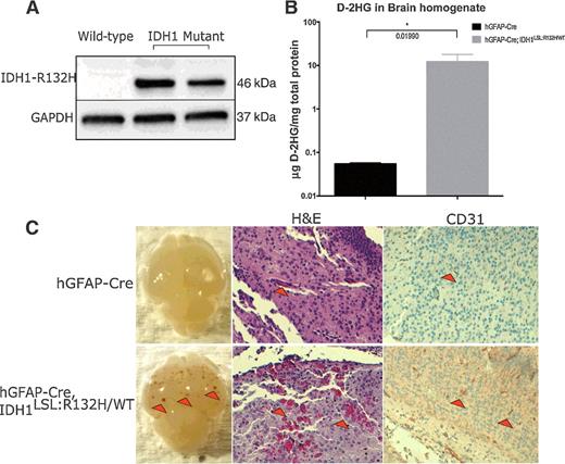 Figure 3. Idh1-R132H is expressed in hGFAP-Cre; Idh1LSL:R132H/WT brains and causes vascular abnormalities. A, Western blot analysis using an IDH1-R132H–specific antibody on E15.5 brain lysate shows mutant Idh1 is expressed in vivo when under control of the hGFAP-Cre promoter. Blot shows wild-type brain homogenate adjacent to two Idh1-mutant brain homogenates. The production of mutant IDH1 protein was also validated through IDH1-R132H-specific IHC on hGFAP-Cre and hGFAP-Cre; Idh1LSL:R132H/WT brains (data not shown). B, D-2HG was detected in the brains of hGFAP-Cre; Idh1LSL:R132H/WT animals (n = 3 per genotype, unpaired Student t test, P = 0.019, error bars indicate SEM). C, hGFAP-Cre; Idh1LSL:R132H/WT (bottom row) compared with hGFAP-Cre control animals (top row). Mutant brains (16/17) display areas of hemorrhagic foci (red arrowheads, left, bottom row) which were absent from hGFAP-Cre brains (n = 20). Red blood cell extravasation was observed (red arrowheads, middle, bottom row, 10×) through H&E staining. CD31 staining shows thicker and more robust staining in hGFAP-Cre; Idh1LSL:R132H/WT brains (red arrowheads, right panel, 10×, indicates areas of CD31-positive staining). Phenotype was absent among control animals. Representative images are shown.