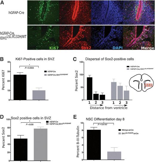 Figure 4. Broad CNS expression of mutant Idh1 disturbs the NSC microenvironment and reduces proliferation within the SVZ. A, Immunofluorescent staining comparing the SVZ of hGFAP-Cre (top row) and hGFAP-Cre; Idh1LSL:R132H/WT (bottom row) animals. Staining with the proliferative marker Ki67 (green) shows a decrease in the proliferative cells of this germinal zone. Sox2 (red) marks NSCs and shows a perturbed NSC niche and disorganization to the normal architecture of the region. (DAPI, nuclear stain-blue). Representative images are shown (20×). B, Quantification of proliferative cells surrounding apex of SVZ indicates decreased proliferation within the subventricular germinal zone of mutant animals. Phenotype observed in 80% of hGFAP-Cre; Idh1LSL:R132H/WT animals (5/6 animals). Quantification derived from 2 animals per genotype, unpaired Student t test, P = 0.0004, error bars indicate SEM. C, NSCs were quantified by taking three adjacent regions of identical size surrounding the SVZ (as indicated through boxes 1, 2, and 3, not drawn to scale). While the dispersal trend of the NSC population outwards from the SVZ is observed among mutant brains (5/6 animals), the interaction of distance from the ventricle and different genotypes is not statistically different (P = 0.148, repeated measures ANOVA). Quantification derived from 2 animals per genotype, 3 regions per slide, error bars indicate SEM. D, Sox2-positive cells were normalized to overall cell number. An accumulation of NSCs relative to total number of cells is observed in 5/6 mutant animals. Quantification derived from 2 animals per genotype, 2 fields per animal, unpaired Student t test, P = 0.02, error bars indicate SEM. E, NSCs cultured in vitro were induced to differentiate through the neural lineage. At day 8 of differentiation, mutant NSCs show a reduction in β-(III)-tubulin staining, a marker of mature neurons (n = 3 independent NSC lines per genotype, 3 randomized fields per sample were counted, unpaired Student t test, P = 0.01, error bars indicate SEM).