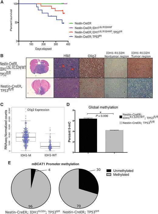 Figure 6. Mutant Idh1 alters progression of Tp53-deleted tumors and changes tumor biology. A, Kaplan–Meier survival of E18.5-treated animals. Tp53-deleted animals develop brain tumors and the presence of mutant Idh1 alters progression of tumor development (Nestin-CreERT2, n = 6; Nestin-CreERT2; Idh1LSL:R132H/WT, n = 7; Nestin-CreERT2; Idh1LSL:R132H/WT; Tp53fl/fl, n = 16; Nestin-CreERT2; Tp53fl/fl, n = 12). B, Histologic comparisons between tumors that developed in Nestin-CreERT2; Idh1LSL:R132H/WT; Tp53fl/fl (n = 2; top row) and Nestin-CreERT2; Tp53fl/fl (n = 2; bottom row). H&E staining shows the presence of giant cells (red arrowheads) in the mutant Idh1 cohort. Nearly 100% of tumor cells stained positive for Olig2 in Idh1-mutant tumors compared with 20%–60% in Tp53-deleted tumors. An IDH1-R132H–specific antibody shows the presence of Idh1-mutant cells in both nontumor brain tissue as well as tumor tissue from tumor-bearing Nestin-CreERT2; Idh1LSL:R132H/WT; Tp53fl/fl animals. This is in contrast to tumors from Nestin-CreERT2; Tp53fl/fl animals which show no IDH1-R132H–positive staining. C, Data were extracted from the TCGA dataset for lower grade gliomas. Olig2 expression was assessed in IDH1 mutant (n = 416) and IDH1 wild-type (n = 118) human glioma samples. Data shows a significant increase in Olig2 expression among the IDH1-mutant gliomas (P < 0.05). D, Global methylation was assessed in tumor-derived cell lines that developed in Nestin-CreERT2; Tp53fl/fl and Nestin-CreERT2; Idh1LSL:R132H/WT; Tp53fl/fl animals. E, The methylation status of the second promoter of mouse Bcat1 was assessed in aforementioned mouse brain tumor-derived cell lines. Greater promoter methylation is observed in the Nestin-CreERT2; Idh1LSL:R132H/WT; Tp53fl/fl compared with the Nestin-CreERT2; Tp53fl/fl lines. Percent of the loci that is methylated and unmethylated is shown.