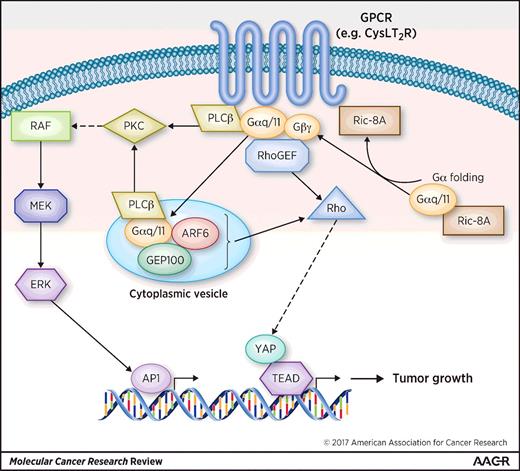Figure 1. Alterations in GPCR signaling in uveal melanoma. GPCRs (e.g., CysLT2R) activate the Gα subunit proteins, Gαq and Gα11, which stimulate downstream effector pathways including ERK1/2 and YAP. Ric-8A chaperones participate in folding of G proteins which is important for membrane localization of the G proteins. ARF6 promotes localization of Gαq/11 to cytoplasmic vesicles where oncogenic Gαq/11 signaling can be active. In uveal melanoma, mutations in GNAQ, GNA11, CYSLTR2, or PLCB4 lead to constitutive activation of pathways downstream of Gαq and Gα11 proteins.