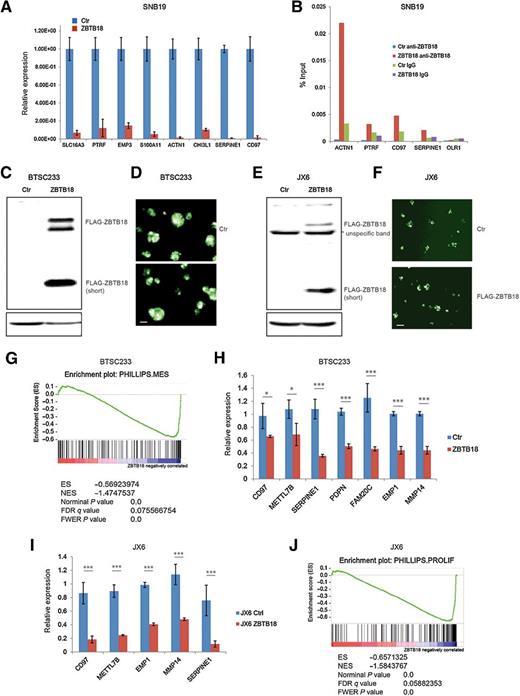 Figure 2. Ectopic expression of ZBTB18 in GBM cells induces repression of poor prognosis signature genes. A, Representative qRT-PCR analysis showing gene expression changes of ZBTB18 mesenchymal targets previously predicted by ARACNE in SNB19 cells expressing ectopic ZBTB18 (n = 3 PCR replicates; error bars ± SD). Gene expression was normalized to 18sRNA. B, Representative ChIP experiment in SNB19 cells expressing ectopic ZBTB18. The panel shows ZBTB18 binding to the promoter of a subset of mesenchymal targets (n = 3 PCR replicates) expressed as percentage of the initial DNA amount in the immune-precipitated fraction. The OLR1 gene which does not contain putative ZBTB18 binding sites was used as a negative control. C, Western blot showing ectopic expression of ZBTB18 in BTSC233. The low band represents a shorter ZBTB18 isoform. D, Representative images of GFP-positive BTSC233 cells expressing control vector or FLAG-ZBTB18 construct after lentiviral infection. The scale bar represents 100 μm. E, Western blot showing ectopic expression of ZBTB18 in JX6. The shorter ZBTB18 isoform is indicated. F, Representative images of GFP-positive JX6 cells transduced with control vector or FLAG-ZBTB18 lentiviral vector. The scale bar represents 100 μm. G, GSEA enrichment plot for mesenchymal genes in the comparison of 233 cells expressing control vector vs. FLAG-ZBTB18. H and I, Validation by qPCR of selected mesenchymal genes in BTSC233 (H) or JX6 (I) expressing either control vector or FLAG-ZBTB18 construct (n = 3; error bars ± SD). *, P < 0.05; **, P < 0.01; and ***, P < 0.001. Gene expression was normalized to 18sRNA. J, GSEA enrichment plot for proliferative genes in the comparison of JX6 cells expressing control vector vs. FLAG-ZBTB18.