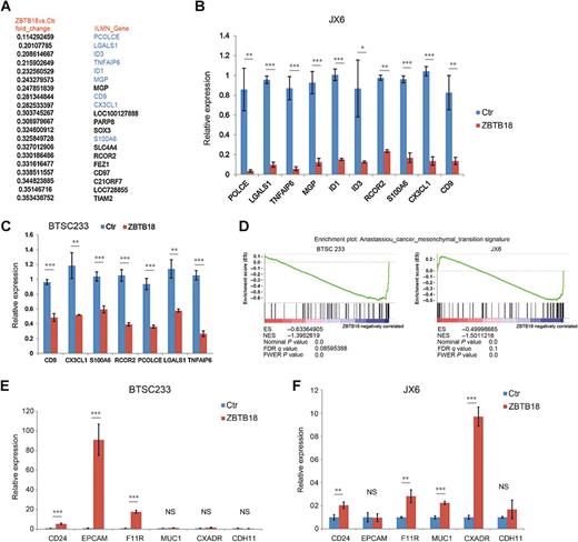Figure 3. Ectopic expression of ZBTB18 in GBM cells affects a cancer-mesenchymal transition signature. A, List of the top 20 genes downregulated by ZBTB18 overexpression, in JX6 cells, analyzed by gene expression array. Genes selected for validation are in blue. B and C, Validation by qRT-PCR of selected genes listed in A in BTSC233 (B) or JX6 (C) expressing either control vector or FLAG-ZBTB18 construct (n = 3; error bars ± SD). *, P < 0.05; **, P < 0.01; and ***, P < 0.001. Gene expression was normalized to 18sRNA. D, GSEA enrichment plot for the Anastassiou_cancer_mesenchymal_transition signature described in ref. 37. E and F, qRT-PCR analysis of epithelial genes in BTSC233 (E) and JX6 (F) transduced with either control vector or FLAG-ZBTB18.