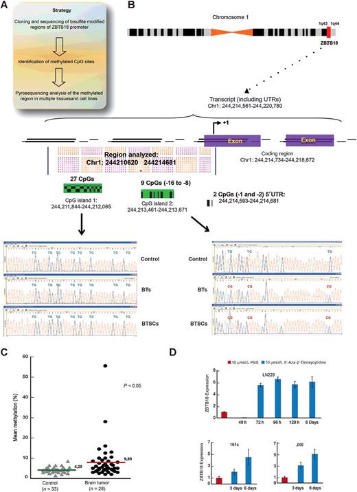 Figure 5. ZBTB18 promoter is methylated in a group of GBM. A, Schematic representation of strategy used for methylation analysis of ZBTB18 promoter. B, Detailed analysis of ZBTB18 promoter showing the region analyzed, the CpGs islands identified, and their relative methylation status in normal tumor samples (Control), brain tumors (BTs), and brain tumor–derived cells (called MBs). C, Comparison of the 5′UTR CpG-1 and -2 methylation status between controls (N = 33) and grade 4 brain tumors (n = 28). D, Expression of ZBTB18 in LN229, JX6, and BTSC161s cells after treatment with 5-Aza-2′-dC and relative control. Representative image of an experiment performed in triplicate (n = 3; error bars ± SD).