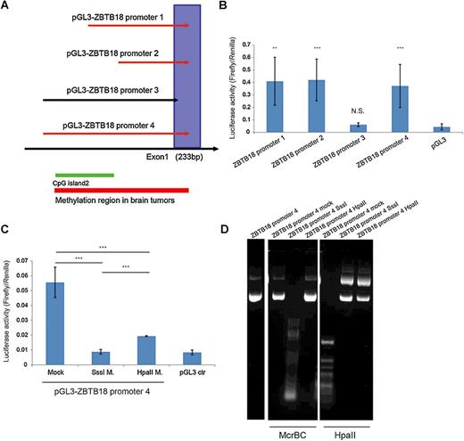 Figure 6. The core promoter region of ZBTB18 is essential for promoter activity and is sensitive to DNA methylation. A, Schematic representation of the ZBTB18 promoter regions cloned in the pGL3 luciferase reporter vector. B, Analysis of ZBTB18 promoter constructs activity by dual-luciferase assay. C, In vitro methylation assay of ZBTB18 promoter 4. The plasmid DNA was methylated with SssI or HpaII methylase. D, Control restriction digestion of the methylase reaction using the methylation-sensitive (HpaII) and the methylation-insensitive (McrBC) restriction enzymes.