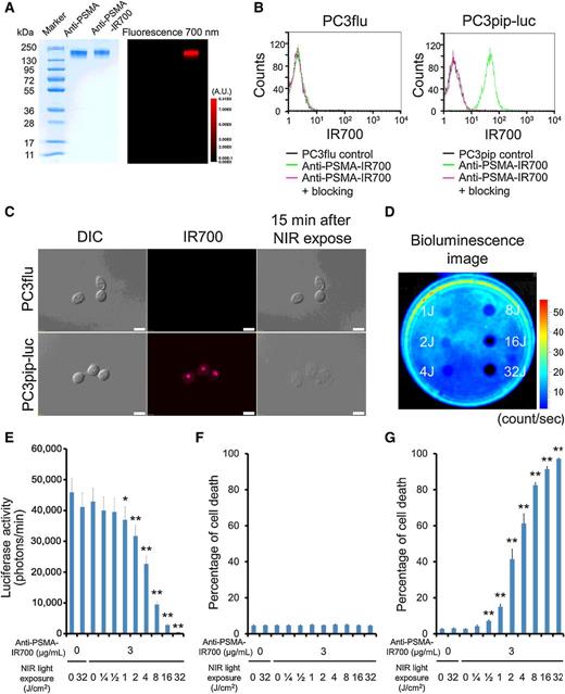 Figure 1. Confirmation of PSMA expression as a target for NIR-PIT in PC3 cells, and evaluation of in vitro NIR-PIT. A, Validation of anti-PSMA-IR700 by SDS-PAGE (left, colloidal blue staining; right, fluorescence). Diluted anti-PSMA mAb was used as a control. B, Expression of PSMA in PC3flu and PC3pip-luc cells was evaluated by FACS. After 6 hours of anti-PSMA-IR700 incubation, PC3pip-luc cells showed high fluorescence signal. Fluorescence in PC3pip-luc cells was completely blocked by adding excess anti-PSMA. On the other hand, PC3flu cells showed no fluorescence signal. C, DIC and fluorescence microscopy images of PC3flu and PC3pip-luc cells after incubation with anti-PSMA-IR700 for 6 hours. High fluorescence intensities were shown in only PC3pip-luc cells. Necrotic cell death was observed upon excitation with NIR light (after 15 minutes) in PC3pip-luc cells. Scale bars = 20 μm. D, Bioluminescence imaging (BLI) of a 10-cm dish demonstrated that luciferase activity in PC3pip-luc cells decreased in a NIR-light dose-dependent manner. E, Luciferase activity in PC3pip-luc cells was measured, which also decreased in a NIR-light dose-dependent manner (n = 5; *P < 0.05 vs. untreated control; **P < 0.01 vs. untreated control, by Student t test). F, Membrane damage of PC3flu cells induced by NIR light exposure was measured with the dead cell count using propidium iodide (PI) staining. No membrane damage was observed in PC3flu cells after NIR light exposure. G, Membrane damage of PC3pip-luc cells induced by NIR-PIT was measured with the dead cell count using PI staining, which increased in a light dose-dependent manner (n = 5; **, P < 0.01, vs. untreated control, by Student t test). There was no significant cytotoxicity associated with NIR light exposure alone in the absence of anti-PSMA-IR700 and with anti-PSMA-IR700 alone without NIR light exposure.