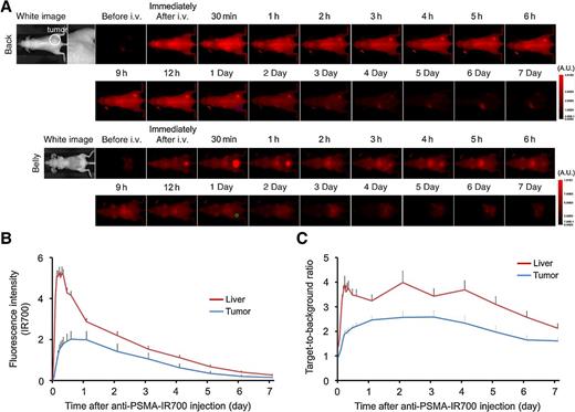 Figure 2. In vivo fluorescence imaging of PC3pip-luc tumor. A, In vivo anti-PSMA-IR700 fluorescence real-time imaging of tumor-bearing mice (right dorsum). The tumor showed high fluorescence intensity after injection and the intensity was gradually decreased over days. Most of the excess agent was excreted to the urine immediately after injection. ROIs were placed on the tumor and liver, then ROIs were also placed in the adjacent nontumor region as background (left dorsum; blue circle and lower abdomen; green circle). B, Time course of NIR fluorescence signal of IR700 in tumors and livers (n = 10). The IR700 fluorescence intensity of tumor and liver showed high intensities within 1 day after anti-PSMA-IR700 injection but this decreased gradually over days. C, Time course of NIR fluorescence signal of TBR in tumors and livers (n = 10). TBR of tumor and liver showed high within four days after anti-PSMA-IR700 injection, then the TBR was gradually decreased over the following days.