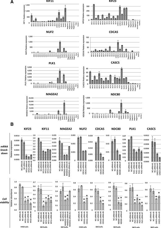 Figure 2. Expression of the eight therapeutic target genes in lung cancers and effects of siRNAs against therapeutic target genes on lung cancer cell proliferation in vitro. A, Quantitative reverse transcription-PCR (qRT-PCR) analysis in metastatic lymph node samples from advanced lung cancer. The relative expression levels were normalized to the ACTB level in each sample and calculated as the threshold cycle (Ct) value in each sample divided by the average Ct values in normal lung. Error bar, SEM of duplicate. ADC, adenocarcinoma; SqCC, squamous cell carcinoma; LCNEC, large-cell neuroendocrine carcinoma; Small, small-cell lung cancer; Negative, no malignancy lymph node samples. B, Effects of siRNA on mRNA expressions (top). qRT-PCR analysis of gene expression in each lung cancer cells treated with negative control siRNAs (negative control-siRNA-1, 2) and different gene-specific siRNAs. Error bar, SEM of duplicate. Bottom, effect of each siRNA on lung cancer cell proliferation in vitro: cells were treated with siRNAs for 96 hours, and cell viability was determined using a CellTiter96 AQueous One Solution Cell Proliferation Assay. Results shown are mean ± SD (bars) of three experiments (n = 3) (*, P < 0.05, Student t test).