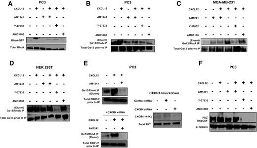 Figure 1. CXCR4/CB2 heterodimerization attenuates Gα13/PRG–mediated RhoA activation in PC3 cells. A, Serum-starved PC3 cells were pretreated for 1 hour with Y-27632 or AMD3100 followed by treatment with CXCL12 for 1 minute. Alternatively, PC3 cells were treated for 1 minute with CXCL12 or AM1241 alone, or CXCL12/AM1241 simultaneously. Lysates were incubated with Rhotekin-RBD beads prior to harvesting for immunoblotting for RhoA-GTP protein expression; total RhoA represents lysate prior to pull-down with Rhotekin-RBD beads. PC3 cells (B), MDA-MB-231 cells (C), and HEK 293T cells (D) were treated as described in Materials and Methods, and then the lysates were incubated with anti-Gα13 antibody overnight at 4°C followed by standard immunoprecipitation techniques. Isolated protein lysates were immunoblotted for RhoA protein expression; input represents lysate prior to immunoprecipitation. E, PC3 were transfected with 60 μmol/L human siRNA targeting CXCR4 or nonspecific control siRNA for 12 hours, followed by recovery in 10% FBS/RPMI for 24 hours. Cells were then harvested for Gα13/RhoA immunoprecipitation or Western blotting. Total ERK1/2 and Total AKT were used as: (i) loading input controls to demonstrate that siRNA was specific; and (ii) to demonstrate that equal amounts of protein were used for assay. F, Serum-starved PC3 cells were treated as described above, and whole protein lysates were immunoblotted for PRG protein expression; α-tubulin was used as a loading control. Each experiment was performed at least twice. *, P < 0.05; **, P < 0.001.