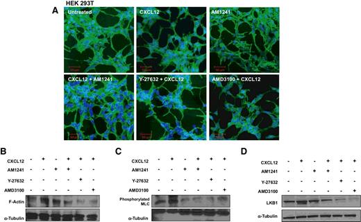 Figure 4. Agonist-induced CXCR4/CB2 heterodimerization inhibits RhoA-mediated cytoskeleton reorganization. A, Serum-starved HEK 293T cells were pretreated for 1 hour with Y-27632 or AMD3100 prior to treatment with CXCL12 for 90 minutes. Subsequently, cells were treated for 90 minutes with CXCL12 or AM1241 alone, or CXCL12/AM1241 simultaneously. Samples were fixed and stained with FITC-phalloidin to visualize F-actin; nuclei were counterstained with DAPI. Arrows highlight areas of lamellae formation and membrane ruffling. B–D, Serum-starved PC3 cells were pretreated with Y-27632 or AMD3100 followed by treatment with CXCL12, AM1241, or agonists simultaneously for 90 minutes. Whole protein lysates were analyzed for F-actin (B), pMLC (C), or LKB1 (D). Each experiment was performed at least twice.