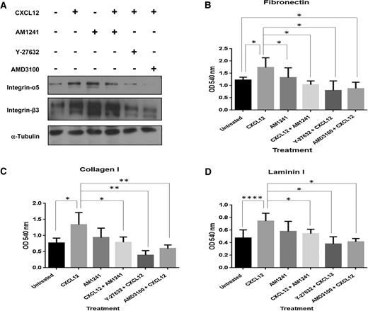 Figure 6. Inhibition of CXCR4-mediated signaling via heterodimerization results in decreased integrin expression and RhoA-mediated adhesion to the extracellular matrix. A, Serum-starved PC3 cells were pretreated for 1 hour with Y-27632 or AMD3100 followed by treatment with CXCL12 or AM1241 alone, or CXCL12/AM1241 simultaneously for 6 hours. Cell lysates were harvested for integrin α5 and integrin β3 protein expression; α-tubulin was used as a loading control. Experiment was performed at least twice. B–D, Cells were serum-starved and pretreated Y-27632 and AMD3100 for 1 hour prior to the addition of CXCL12 or AM1241 alone, or CXCL12/AM1241 simultaneously on matrix-coated plates for 2 hours, stained with Cell Stain Solution (Cell Biolabs, Inc.), and then analyzed at OD 560 nm. Each assay was performed at least thrice. *, P < 0.05; **, P < 0.001.