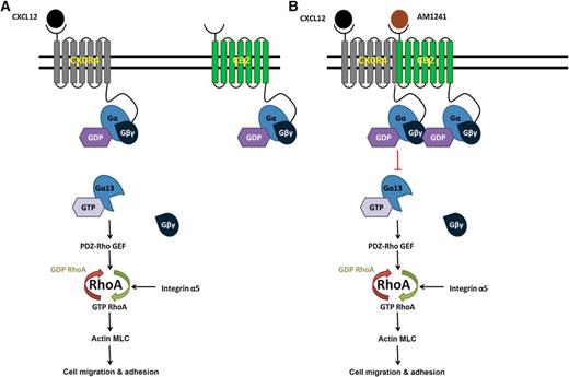 Figure 7. Simultaneous agonist-induced CXCR4/CB2 heterodimerization inhibits RhoA-mediated cell migration and adhesion. A, The binding of CXCL12 to its cognate receptor, CXCR4, initiates the activation of Gα13 and its dissociation from Gβγ subunits. Gα13 directly activates the DBl family RhoGEF, PDZ-RhoGEF (PRG), which subsequently activates the small GTPase, RhoA. The downstream target of RhoA, Rho-associated protein kinase (ROCK), phosphorylates myosin light chain (MLC) leading to directional cell migration, the formation of invasive protrusions including membrane ruffling, and increased adhesion to the extracellular matrix. Integrin signaling through an alternate pathway can modulate RhoA activity through activation of focal adhesion kinase 1 (FAK1) that activates RhoA through Ras protein–specific guanine nucleotide-releasing factor 1 (RASGRF1). B, Agonist-induced heterodimerization of CXCR4 and CB2 inhibits Gα13 activation and dissociation from Gβγ subunits. As a result, PRG ineffectively activates RhoA, which in turn, fails to mediate phosphorylation of myosin light chain leading to abrogation of cell migration, invasion, and adhesion. Signaling through alternate pathways, including integrin-mediated signaling, is insufficient to overcome inhibition caused by heterodimerization.