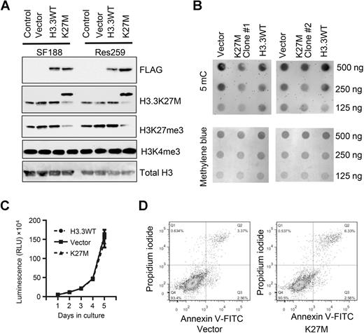 Figure 1. Establishing and characterizing cell line models harboring the H3.3K27M mutation. A, Pediatric glioma cell lines, SF188 and Res259, were stably transfected with constructs encoding a C-terminal Myc-DDK–tagged WT (H3.3WT) form or a Lysine27Methionine (K27M)-mutant form of histone H3.3. The parental cell lines (Control) and cells stably transfected with the empty vector (Vector) were used as controls. Acid-extracted histones were subjected to the Western blot analysis with the indicated antibodies. B, Dot blot analysis using the 5-mC–specific antibody to detect global levels of 5-mC on genomic DNA from Res259 cells, which are stably transfected with the empty vector (Vector), or constructs encoding either H3.3WT, or Histone H3.3 harboring the K27M mutation (K27M). Two independent clones harboring H3.3K27M were examined. Methylene blue staining (bottom panels) was used to assure equal loading. C, The CellTiter-Glo (Promega) luminescent cell viability assays were performed to examine effects of H3.3K27M on cell growth. The assay was conducted in quadruplicate and repeated twice. Error bars represent ± SD of triplicates. D, The effects of H3.3K27M on cell apoptosis were examined by Annexin V labeling and propidium iodide staining.