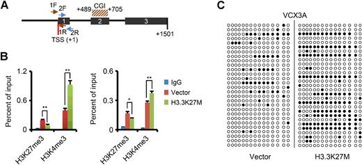 Figure 4. H3.3K27M alters the epigenetic modifications of the VCX3A genomic locus. A, A map of the VCX3A gene showing positions of exons (gray rectangles), the intragenic CGI (orange diagonal stripes), and two sets of primers (arrows) used for the ChIP-qPCR analysis. TSS, transcription start site; F, forward primer; R, reverse primer. B, Alternations of the indicated histone modification marks on VCX3A genomic locus in Res259 cells carrying H3.3K27M were detected by ChIP followed by quantitative real-time PCR. The enrichment of marks is represented by the percentage of ChIP input. Res259 cells stably transfected with the empty vector (Vector) served as a control. Left: results from primers 1F and 1R; Right: results from primers 2F and 2R. *, P < 0.05 and **, P < 0.01; Student t test. Error bars represent ±SD of triplicates. C, Increased DNA methylation of an intragenic CGI of VCX3A in Res259 cells carrying H3.3K27M. DNA methylation patterns were determined by bisulfite sequencing. Res259 cells stably transfected with the empty vector served as a control. Black and white circles represent methylated and unmethylated cytosines, respectively.