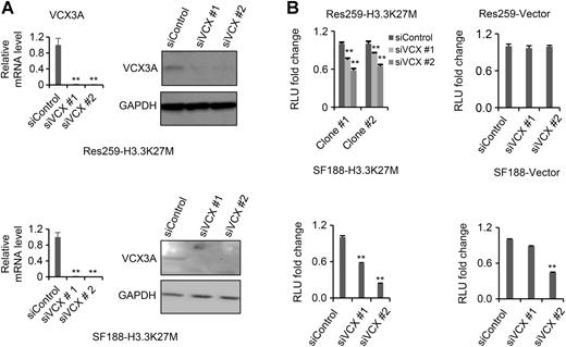 Figure 5. Knockdown of VCX3A inhibits cell growth. A, Knockdown of VCX3A with siRNAs in Res259-H3.3K27M and SF188-H3.3K27M cells. The knockdown effects were examined by RT-qPCR (left) and Western blot analysis (right). GAPDH was used as a loading control [siControl, Negative Control siRNA (Qiagen); siVCX #1, Hs_VCX_8 FlexiTube siRNA; siVCX #2, Hs_VCX_10 FlexiTube siRNA (Qiagen); **, P < 0.01]. B, The effects of VCX3A knockdown on cell growth. Cells were transfected with negative control siRNA or two independent siRNAs against VCX3A. Forty-eight hours after transfection, cell growth was examined by a CellTiter-Glo kit (Promega) in quadruplicate. Three independent experiments were performed, and results are presented as relative luminescence unit (RLU) fold change compared with the value measured in cells transfected with control siRNA. The cell type is indicated at the top of each graph (**, P < 0.01).