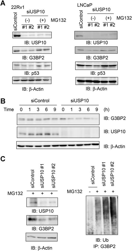Figure 4. USP10 positively regulates G3BP2 protein stability by blocking polyubiquitylation. A, USP10 regulates p53 and G3BP2 protein expression by proteasome-dependent pathway. 22Rv1 and LNCaP cells were treated with siControl or siUSP10 #1 and #2 for 72 hours. Cells were treated with MG132 (50 μg/mL) for 5 hours before cell lysis. Western blot analysis was performed to detect indicated proteins. IB, immunoblot. B, G3BP2 protein level decreased by USP10 knockdown. LNCaP cells overexpressing Flag-G3BP2 were treated with 20 μg/mL cycloheximide (CHX). After indicated times, cell lysates were obtained for Western blot analysis. C, USP10 blocks polyubiquitylation of G3BP2 in prostate cancer cells. 22Rv1 cells were treated with siControl or siUSP10 #1 and #2 for 72 hours. Cells were treated with MG132 (50 μg/mL) for 5 hours before cell lysis. Cell lysates were immunoprecipitated under denature condition using anti-G3BP2 antibody. Western blot analysis was performed using anti-ubiquitin antibody.