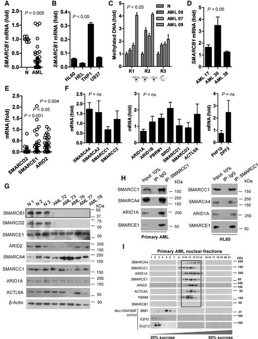 Figure 1. Human primary AML cells show loss of SMARCB1 expression and SWI/SNFΔ nucleation. A, qRT-PCR expression of SMARCB1 in AML (n = 67) low-density bone marrow nuclear cells (BMNC) compared with age-matched normal bone marrow (BM; n = 6) CD34+ HSPCs (considered as 1-fold). B, RT-qPCR expression of SMARCB1 in established AML cell lines compared to normal BM CD34+ cells (considered as 1-fold). Error bars represent means ± SD. C, Methylation-specific PCR at SMARCB1 promoter loci in primary AML blasts compared with normal BMNC. The fold change levels of the methylated DNA were calculated with respect to GAPDH (unrelated control). Location of respective qMSP primers are shown in the schema. Error bars represent means ± SD. D, qRT-PCR expression of SMARCB1 in primary AML (n = 3) cells treated with 5-azacytidine or DMSO (considered as 1-fold). Untreated AML 17, AML 30, and AML 38 had significantly reduced (0.03, 0.21, and 0.13-fold, respectively) SMARCB1 expression. Error bars, means ± SD. E, qRT-PCR expression analysis of SMARCD2, SMARCE1, and ARID2 in AML (n = 67) BMNCs compared with normal bone marrow (n = 6) CD34+ HSPCs (considered as 1-fold). F, qRT-PCR expression analysis of remaining SWI/SNF subunits in AML (n = 67) BMNCs compared with normal bone marrow (n = 6) CD34+ HSPCs (considered as 1-fold). G, Immunoblot analysis of primary AML BMNC and normal (N) hematopoietic cells. H, Coimmunoprecipitation of endogenous SMARCC1 or IgG in nuclear lysate of primary AML BMNCs (left) or HL60 cells (right). I, Sucrose density gradient (20% to 50%) analysis of primary AML (pooled from n = 7) BMNC-derived nuclear lysates and immunoblotted with respective SWI/SNF antibodies. qRT-PCR values were normalized to GAPDH. Statistics were calculated with Student t test; error bars, means ± SEM (if not specified otherwise). Coimmunoprecipitation and immunoblots are representatives of 2–3 independent experiments with similar results.