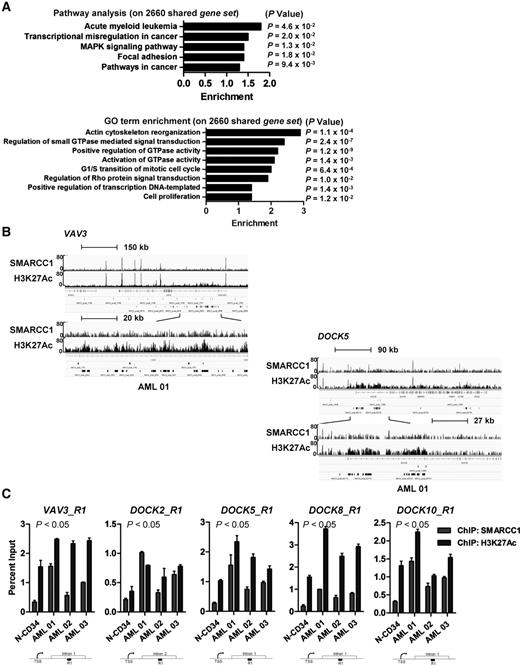 Figure 3. SMARCC1 is involved in maintenance of oncogenic gene expression program in primary AML cells. A, Pathway (top) and Gene Ontology (GO) term (bottom) analysis of 2,660 gene set in AML. B, Representative ChIP-seq integrated genome browser view (IGV) snapshots showing occupancy of SMARCC1 and H3K27Ac at VAV3 (top) and DOCK5 (bottom) loci in one of the AML BMNCs. C, ChIP-qPCR analyses showing occupancy of SMARCC1 and H3K27Ac on target genomic loci (Region 1) in normal, CD34+ HSPCs and primary AML blasts, ChIP-qPCR values were normalized to percent input. Location of the respective ChIP-qPCR primers are shown in the schema. Statistics were calculated with Student t test; error bars, means ± SD.