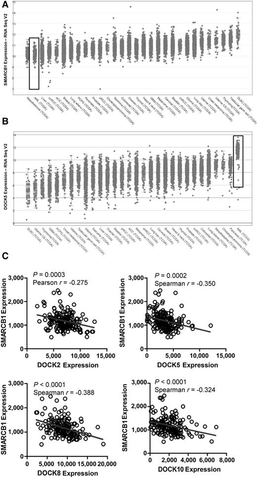 Figure 4. SMARCB1 levels correlate with GEFs expression and AML pathophysiology. A, SMARCB1 mRNA expression [RNA Seq V2 (log)] from TCGA pan-cancer dataset. Box indicates second lowest expression in AML. B, DOCK5 mRNA expression [RNA Seq V2 (log)] from TCGA pan-cancer dataset. Box indicates maximum expression in AML. C, SMARCB1 gene expression correlation plots with GEFs in AML cohort (n = 200) from TCGA/cBioPortal dataset.