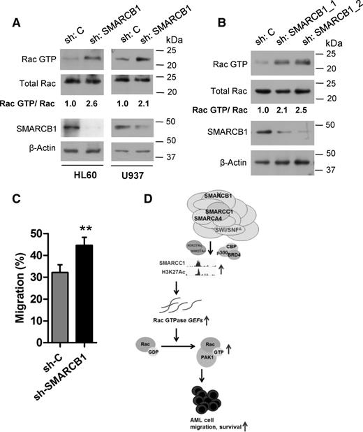 Figure 6. Loss of SMARCB1 induces Rac GTPase activation. A, PAK1 pulldown assay in AML cell lines transduced with shRNA-expressing constructs against SMARCB1 or control. Densitometry represents ratio of Rac GTP versus total Rac normalized to sh-C. B, PAK1 pulldown assay of 293T cells transiently transfected with two different shRNA-expressing constructs against SMARCB1 or control. Densitometry represents ratio of Rac GTP versus total Rac normalized to sh-C. Data represent one of two independent experiments with similar results. C, Migration towards CXCL12 of GFP+ HL60 cells expressing sh-C or sh-SMARCB1. Data represent average of two independent experiments with similar results. Statistics were calculated with Student t test; error bars, means ± SD. D, Schema representing loss of SMARCB1-driven epigenetic signal integration towards maintenance of elevated Rac GTPase signaling in AML cells. **, P < 0.01 was considered to be statistically significant.
