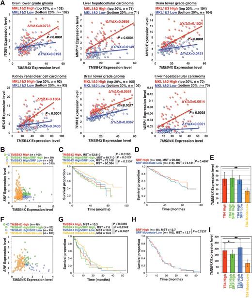 Figure 6. MRTF/SRF pathway mediates the correlations of Tβ4 expression with tumor-associated gene expressions and prognosis in human cancers. A, Regression analysis of the expression levels of TMSB4X and tumor-associated genes. Each dataset was divided into two groups according to the average MKL1 and MKL2 expression level. ΔY/ΔX, regression coefficient. P value, analysis of covariance (ANCOVA). B and F, Scatterplot of TMSB4X and SRF expression levels. The data were divided into four groups according to TMSB4X and SRF expression levels. Kaplan–Meier survival curves based on TMSB4X (C and G) and SRF (D and H) expression levels. MST, median survival time. P value, Wilcoxon rank-sum test. E and I, Comparison of TMSB4X expression levels between the indicated groups. Bars indicate the means ± SEM. *, P < 0.05; **, P < 0.01, two-tailed Student t test. B–I, Kidney renal clear cell carcinoma (B–E) and glioblastoma (F–I).