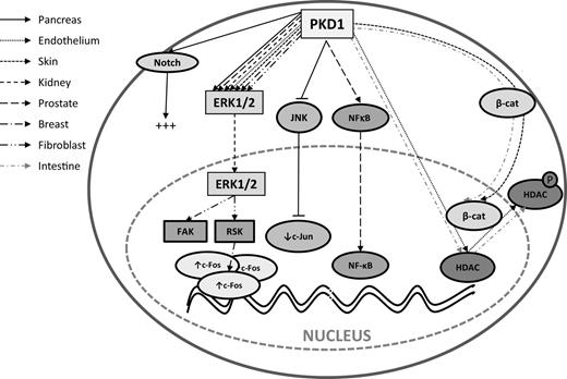 Figure 3. Proproliferative signaling pathways regulated by PKD1. The schematic representation illustrates how PKD1 may have proproliferative actions in various tissues. Activated PKD1 can increase the duration of the ERK1/2 signaling pathway, leading in some tissues to a significant increase in the phosphorylation of FAK and RSK, and the accumulation of the early-gene c-Fos. PKD1 has also been described to regulate JNK and NFκB activities. It can decrease the duration of the JNK signaling thus diminishing c-Jun activity, and stimulate NFκB signaling. PKD1 can also induce the translocation of β-catenin from the plasma membrane into the nucleus where β-catenin has a proliferative role through the induction of expression of proproliferative genes. PKD1 was also shown to act upstream of and activate the Notch pathway. Moreover, phosphorylation of HDACs (HDAC 4, 5 and 7) through a PKD1-dependent mechanism induces their nucleocytoplasmic shuttling. Once in the cytosolic compartment, HDACs were away from their target genes thus promoting gene expression and cell proliferation. β-cat, β-catenin; ERK, extracellular signal-regulated kinase; FAK, focal adhesion kinase; HDAC, histone deacetylase; JNK, c-Jun N-terminal kinase; PKD1, protein kinase D1; RSK, ribosomal S6 kinase.