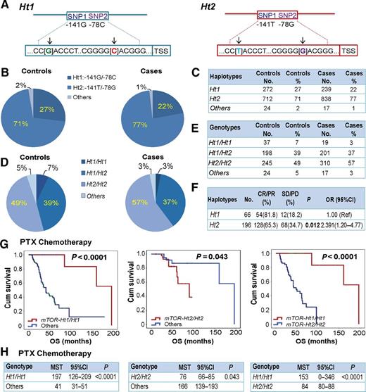 Figure 1. The association of Ht1 or Ht2 with susceptibility and clinical outcome in patients with breast cancer. A, Schematic graph representing the distribution of candidate SNPs and their haplotypes in the promoter region of mTOR gene. B, The percentage distribution of Ht1 and Ht2 in the healthy controls and the patients with breast cancer. C, Table listing the frequency distribution of haplotypes in the patients with breast cancer and controls. D and E, Pie chart illustrating and table listing mTOR haplotypes percentage distribution in both controls and patients. F, RECIST criteria and logistic regression analysis evaluated the response variation to paclitaxel-based NCT in patients with breast cancer with haplotypes of the mTOR gene. G, Kaplan–Meier plots of overall survival probability comparison between Ht1 and other haplotypes, between Ht2 and other haplotypes, and between Ht1 and Ht2 in the patients with breast cancer who received paclitaxel (PTX)-based chemotherapy. H, Comparison of the median survival time between Ht1 and other haplotypes, between Ht2 and other haplotypes, and between Ht1 and Ht2 in the patients with breast cancer who received paclitaxel-based chemotherapy.