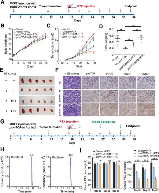 Figure 4. The effect of Ht1 and Ht2 on tumor growth and chemosensitivity to paclitaxel in xenograft mice. A, Diagram showing the time of tumor formation and administration in vivo. B, The body weight of mice in each group (n = 5). C, Growth curves of tumor volumes in each group (n = 5). D, Tumor weight of xenograft mice at sacrifice (n = 5). E, Photographs of tumors of each group removed at day 35 after implantation. F, H&E staining showed the transplantation tumors after transfection with pcmTOR-Ht1 and pcmTOR-Ht2; IHC method showed p-mTOR and mTOR expression in the xenograft mice after transfection of pcmTOR-Ht1 and pcmTOR-Ht2. Comparison of the expression of CCND1 and ABCB1 between pcmTOR-Ht1 and pcmTOR-Ht2. G, Diagram showing the time of tumor formation and blood collection in vivo. H, UPLC-MS/MS detection of docetaxel (internal standard) and paclitaxel in transplantation tumors. I, UPLC-MS/MS assays determined the concentration of paclitaxel in plasma and transplantation tumors at day 20, day 26, and day 32. *, P < 0.05; **, P < 0.01; ***, P < 0.001.