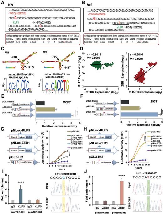 Figure 5. Transcription factors KLF5 and ZEB1 binding analyses. A and B, Jaspar bioinformatics predicting allele-specific binding sites of Ht1 with KLF5 (left) and Ht2 with ZEB1 (right). C, RNAfolder bioinformatics predicting the diversity of secondary structure with the variations of Ht1 and Ht2. The module of specific binding affinity between KLF5 and -78C within Ht1 and ZEB1 and -141T within Ht2. D, TCGA dataset showed that elevated mTOR mRNA expression was positively correlated with ZEB1 and negatively correlated with KLF5 using RNA-sequencing. E and F, Schematic graph representing the construction of pGL3-Ht1 and pGL3-Ht2 recombinant plasmids; luciferase reporter gene assay depicting the relative mTOR gene transcription activity after transfection of pGL3-Ht1 and pGL3-Ht2 to 293T and MCF7 cells. G and H, Protein–luciferase fusion reporter assays depicting the transcriptional activities from 0 to 24 hours in each group. I and J, qPCR and ChIP assays using antibodies against KLF5 or ZEB1 in MCF7 cells. Normal rabbit IgG was used as a nonspecific antibody control. Graphs present the results of two biological replicates. ****, P < 0.0001.