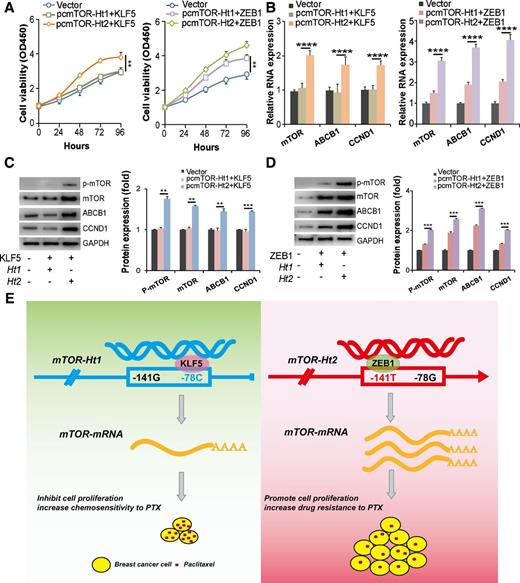Figure 6. Bioinformatics and functional assays of KLF5 and ZEB1. A, Cell proliferation and viability assay in MCF7 cells transfected with KLF5 or ZEB1 vectors with pcmTOR-Ht1 and pcmTOR-Ht2. B, qRT-PCR assays of mTOR mRNA expression. C and D, Western blot assays of p-mTOR and mTOR protein expression, accompanied with ABCB1 and CCND1. E, A graphical abstract of mTOR haplotypes regulated by KLF5 and ZEB1 in breast cells. KLF5 binds to the low-risk allele of Ht1 (-78C/-141G), whereas ZEB1 binds to the high-risk allele of Ht2 (-78G/-141T) to regulate gene transcription, expression, cell proliferation, and chemoresistance to paclitaxel. **, P < 0.01; ***, P < 0.001; ****, P < 0.0001.
