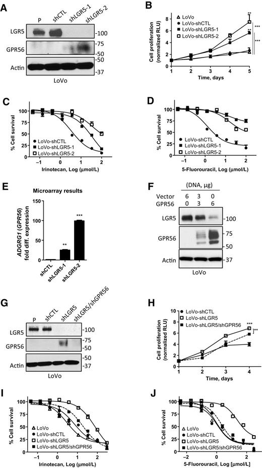 Figure 1. LGR5 knockdown induces GPR56 expression and enhances proliferation and drug resistance in LoVo colon cancer cells. A, Western blot analysis of LGR5 and GPR56 expression in parental (P), control (shCTL), and LGR5 shRNA knockdown (shLGR5, KD) cells. B, LGR5 KD cells show increased cell proliferation and (C) drug resistance to irinotecan and (D) 5-FU using the CellTiter-Glo assay. E, Microarray analysis of ADGRG1 (GPR56) gene expression in LoVo control and two LGR5 KD cell lines. F, Western blot of GPR56 overexpression effect on LGR5 levels 2 days after transfection. G, Western blot of GPR56 and LGR5 expression in parental, control, LGR5 KD (shLGR5-2), and double KD (shLGR5/shGPR56) cells. Double KD cells show decreased (H) cell proliferation and (I) drug resistance to irinotecan and (J) 5-FU compared with LGR5 KD cells. Cells were treated with chemotherapeutic drugs for 3 days. *, P < 0.05; **, P < 0.01; and ***, P < 0.001 versus parental or shCTL cells. Error bars, SEM.