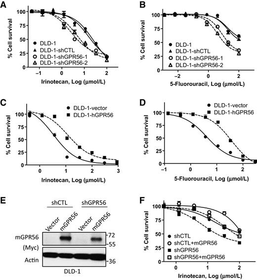 Figure 4. GPR56 promotes drug resistance to chemotherapy. GPR56 KD enhances drug sensitivity of DLD-1 cells treated with (A) irinotecan or (B) 5-FU for 3 days as indicated. Overexpression of hGPR56 increases resistance in DLD-1 cells treated with (C) irinotecan or (D) 5-FU for 4 days. E, Western blot of mGPR56 overexpression in DLD-1 control and GPR56 KD cell lines. F, Effect of mGPR56 overexpression on cytotoxicity of DLD-1 shCTL and GPR56 KD cells after 3 days of irinotecan treatment.