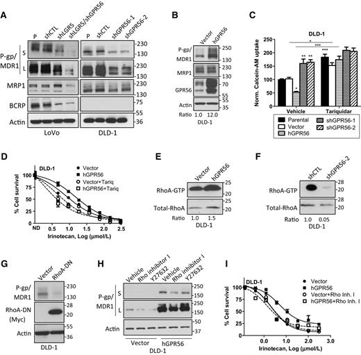 Figure 5. GPR56 regulates MDR1 expression and associated drug resistance via a RhoA-mediated mechanism. Western blots of (A) ABC transporter protein expression with and without GPR56 KD and (B) MDR1 levels in DLD-1 cells with stable overexpression of GPR56. C, Calcein-AM retention in DLD-1 cells pretreated with vehicle or 50 nmol/L MDR1 inhibitor, tariquidar, for 1 hour. *, P < 0.05; **, P < 0.01; and ***, P < 0.001 compared with parental and vector unless otherwise indicated. Error bars, SEM. D, Effect of 100 nmol/L tariquidar on DLD-1-vector and -hGPR56 cell cytotoxicity to irinotecan after 3 days. Western blots of changes in active RhoA (RhoA-GTP) levels in response to (E) GPR56 overexpression and (F) GPR56 KD in DLD-1 cells via active GTPase pulldown assay. Western blots of (G) MDR1 expression in response to dominant-negative RhoA (RhoA-DN) and (H) effects of 3-day treatment with Rho inhibitor I (0.5 μg/mL) and ROCK inhibitor Y27632 (10 μmol/L) on MDR1 levels. S and L indicate short and long exposure, respectively. I, Effect of Rho inhibitor I (0.5 μg/mL) on DLD-1-vector and -hGPR56 cell cytotoxicity to irinotecan after 4 days.