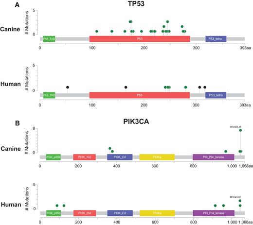 Figure 2. Lollipop plots showing the positions of the tumor protein p53 (TP53; A) and phosphatidylinositol-4,5-bisphosphate 3-kinase catalytic subunit alpha (PIK3CA; B) mutations in the canine and human data. Canine mutational locations were lifted over to the human hg19 reference genome using the LiftOver tool. Green, missense mutation; Black, truncating mutation.
