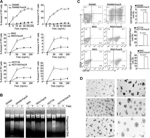 Figure 4. FasL selection enriches colon CSC–like cells. A, SW480, RKO, HCT116, and the respective FasL-resistant cell lines as indicated were cultured in the presence of FasL at the indicated concentrations for 24 hours. Cells were stained with PI and Annexin V. Early apoptosis (Annexin V+PI−) and apoptotic cell death (Annexin V+PI+) were quantified. B, The three pairs of parent and FasL-resistant cell lines were either untreated or treated with FasL (200 ng/mL) for 24 hours. Genomic DNA was isolated from the cells and analyzed by 1.5% agarose gel electrophoresis. C, The three pairs of parent and FasL-resistant cell lines were stained with CD133-, CD24-, and Fas-specific mAbs and analyzed by flow cytometry. Shown are representative plots of CD133 and CD24 phenotypes (left two panels). CD133+CD24loFaslo cell subsets were then quantified and presented at the right. D, The parent and FasL-resistant cell lines were cultured in ultra-low attachment tissue culture plates with serum-free DMEM supplemented with EGF (20 ng/mL) and basic FGF (10 ng/mL), respectively, for 10 days. Shown are representative images of cell morphology of three independent experiments (a1, SW480; a2, SW480-FasLR; b1, RKO; b2, RKO-FasLR; c1, HCT116; C2, HCT116-FasLR).