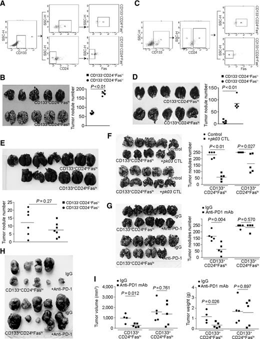 Figure 6. Faslo colon CSC–like cells exhibit a higher lung colonization potential and resistance to T-cell immunotherapy. A, CT26 cells were stained with CD133-, CD24-, and Fas-specific mAbs and sorted into CD133+CD24loFaslo and CD133+CD24hiFashi cells. Showing is the gating strategy for sorting. B, The sorted CD133+CD24loFaslo and CD133+CD24hiFashi cells were injected intravenously into BALB/c mice (1.5 × 105 cells/mouse, n = 5). Fourteen days later, mice were sacrificed and India ink was perfused into the lung. The ink-inflated lungs were fixed. Shown are tumor-bearing lungs. The tumor nodule number was counted and presented at the right. Statistical significance was determined by Student t test. C, MC38.met cells were stained with CD133-, CD24-, and Fas-specific mAbs and sorted into CD133+CD24loFaslo and CD133+CD24hiFashi cells. Showing is the gating strategy for sorting. D, The sorted CD133+CD24loFaslo and CD133+CD24hiFashi cells were injected intravenously into C57BL/6 mice (3 × 105 cells/mouse, n = 5). Fourteen days later, mice were sacrificed and India ink was perfused into the lung. The ink-inflated lungs were fixed. Shown are tumor-bearing lungs. The tumor nodule number was counted and presented at the right. E, Sorted CD133+CD24loFaslo (n = 6) and CD133+CD24hiFashi (n = 7) MC38.met cells were injected into FasL-deficient faslgld mice (3 × 105 cells/mouse) intravenously. Fourteen days later, mice were sacrificed and India ink was perfused into the lung. The ink-inflated lungs were fixed. Shown are tumor-bearing lungs. The tumor nodule number was counted and presented at the bottom. F, CD133+CD24loFaslo and CD133+CD24hiFashi CT26 cells were injected intravenously into BALB/c mice (2 × 105 cells/mouse, n = 5). Four days later, mice with treated with saline control or perforin-deficient pk03 CTLs (3 × 105 cells/mouse). Mice were sacrificed on day 14 and analyzed as in B. G, CD133+CD24loFaslo and CD133+CD24hiFashi CT26 cells were injected intravenously into BALB/c mice (2 × 105 cells/mouse, n = 5). Four days later, mice were treated with IgG (200 mg/mouse) or anti–PD-1 mAb (200 mg/mouse) every 2 days for 5 times. Lung tumors were analyzed as in B. H, CD133+CD24loFaslo and CD133+CD24hiFashi CT26 cells were injected subcutaneously into BALB/c mice (2 × 105 cells/mouse, n = 5). Ten days later, CD133+CD24loFaslo and CD133+CD24hiFashi CT26 tumor-bearing mice were randomly grouped into two groups, respectively, and treated with IgG or anti–PD-1 mAb as in G every 2 days for 5 times. Mice were sacrificed 2 days after the last treatment. Shown are tumor images. I, The sizes and weights of tumors as shown in H were measured and analyzed by Student t test.