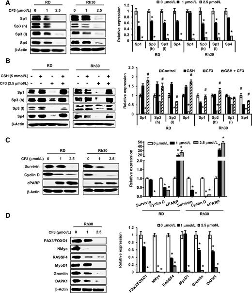 Figure 3. CF3DODA-Me downregulates Sp1, Sp3, Sp4, and Sp- and PAX3-FOXO1–regulated proteins. A, RD and Rh30 cells were treated with 0, 1, and 2.5 μmol/L CF3DODA-Me for 24 hours, and whole lysates were analyzed in Western blots for Sp1, Sp3, and Sp4 proteins. B, RD and Rh30 cells were pretreated with 5 mmol/L of GSH for 3 hours and then treated with 2.5 μmol/L of CF3DODA-Me alone, or in combination with GSH for 24 hours. The whole lysates were analyzed for Sp1, Sp3, and Sp4 proteins. C and D, RD and Rh30 cells were treated as indicated in A and analyzed for Sp-regulated prosurvival and growth-promoting proteins (C) and PAX3-FOXO1–regulated proteins in Western blots (D). β-Actin was used as a loading control. The signals were quantitated by ImageJ software. Data represent three independent experiments and expressed as mean ± SE, and significant (P < 0.05) induction or suppression of target genes (*) or reversal by GSH (#) is indicated. High and low molecular weight forms of Sp3 are designated “h” and “l,” respectively.