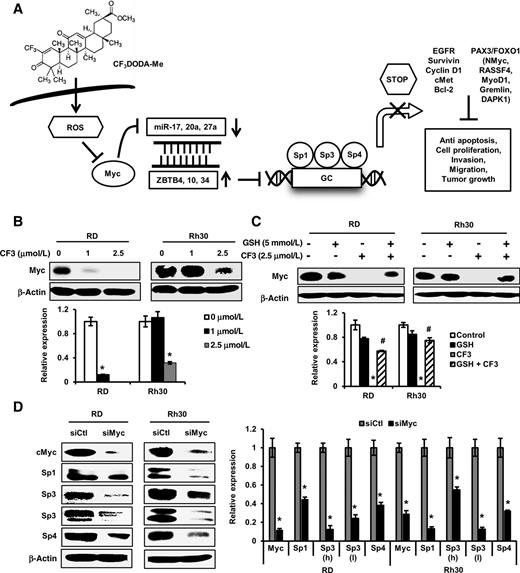 Figure 4. CF3DODA-Me downregulates Myc expression. A, Proposed mechanism of CF3DODA-Me–induced ROS-dependent downregulation of Sp transcription factors. B, RD and Rh30 cells were treated with 0, 1, and 2.5 μmol/L CF3DODA-Me for 24 hours. C, RD and Rh30 cells were pretreated with 5 mmol/L GSH for 3 hours and then treated with 2.5 μmol/L of CF3DODA-Me alone, or in combination with 5 mmol/L GSH for 24 hours. The whole-cell lysates from experiments illustrated in B and C were analyzed by Western blots for expression of Myc protein. D, RD and Rh30 cells were transfected with siRNAs for control (siCtl) or Myc (siMyc) for 72 hours, and whole lysates were analyzed in Western blots for expression of Myc protein. Significantly (P < 0.05) decreased expression of proteins after Myc knockdown is indicated (*), and results are expressed as means ± SE for three replicate experiments. The high and low molecular weight forms of Sp3 are designated “h” and “l,” respectively.