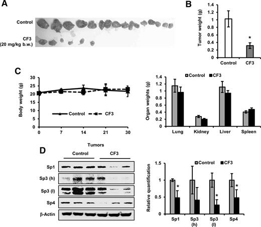 Figure 7. CF3DODA-Me suppresses in vivo ERMS tumor growth. A–C, RD cells were injected into athymic nu/nu mice, and representative tumor images (A), relative tumor weights (B), and body and organ weight changes over the course of 30 days treatment with corn oil (control) or CF3DODA-Me (20 mg/kg body weight; C) are shown. D, Protein lysates from control and CF3DODA-Me–treated xenograft tumor tissues were analyzed by Western blots for expression of Sp1, Sp3, and Sp4 proteins. The signals were quantitated by ImageJ software. Results are as mean ± SE for 7 animals in each group, and significant (P < 0.05) changes by CF3DODA-Me (*) are indicated. The high and low molecular weight forms of Sp3 and designated “h” and “l,” respectively. Visual inspection of the organs did not detect any lesions associated with toxicity.
