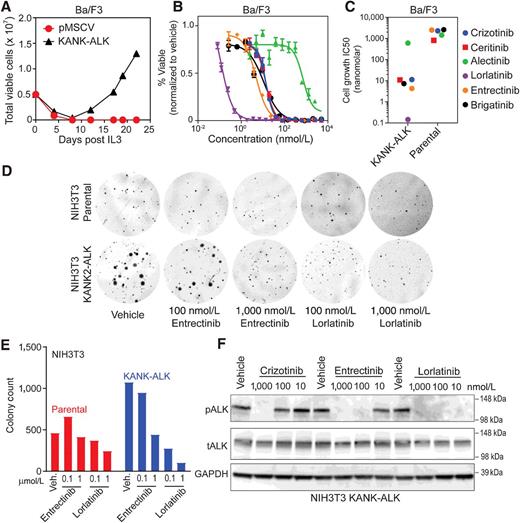Figure 2. KANK2-ALK is a transforming oncoprotein and sensitive to ALK kinase inhibitors. A, Sustained outgrowth of Ba/F3 KANK2-ALK cells, but not pMSCV (empty vector) cells, is observed after IL3 withdrawal. B, Dose–response assay of Ba/F3 KANK2-ALK cells after 72-hour exposure to multiple ALK inhibitors. Data are normalized to vehicle-treated control, and values shown are the mean ± SEM. C, Scatter plot of cell proliferation IC50 values for each ALK inhibitor against Ba/F3 KANK2-ALK cells. Colored symbols represent different inhibitors as shown on the right. D, Anchorage-independent colony-forming assay using stable NIH3T3 KANK2-ALK cells demonstrates colony formation with dose-dependent inhibition by entrectinib and lorlatinib. E, Quantification of colony formation by NIH3T3 parental and KANK2-ALK cells with dose-dependent inhibition by entrectinib and lorlatinib. F, Immunoblot analysis of phospho-ALK (pALK), total ALK (tALK), and GAPDH (loading control) of lysates prepared from NIH3T3 KANK2-ALK cells after 4-hour treatment with three different ALK inhibitors at indicated concentrations. Representative immunoblot images from one of three independent experiments are shown.