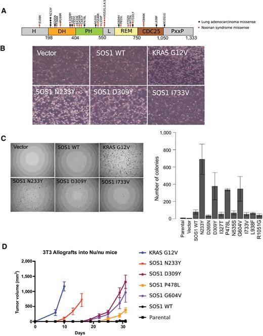 Identification and Characterization of Oncogenic SOS1 Mutations in Lung ...