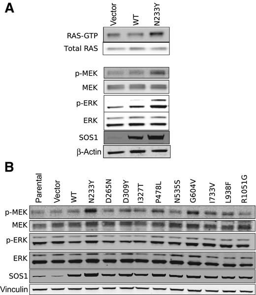 Identification and Characterization of Oncogenic SOS1 Mutations in Lung ...