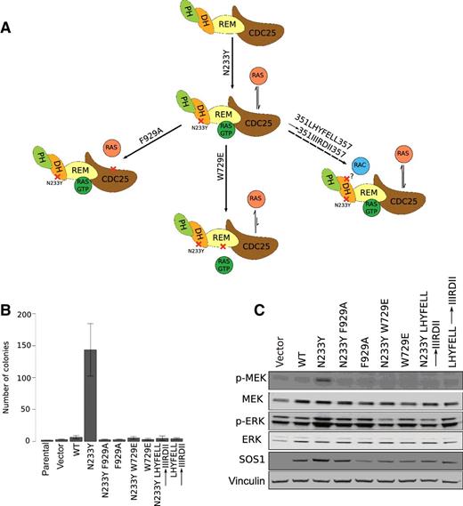 Identification and Characterization of Oncogenic SOS1 Mutations in Lung ...