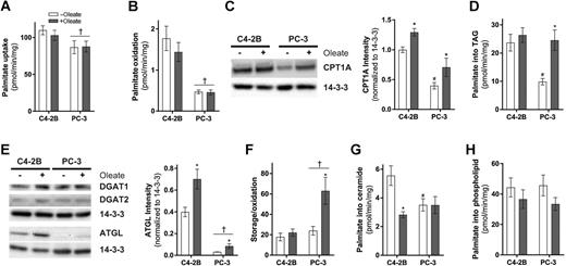 Figure 4. PC-3 and C4-2B cells metabolize palmitate differently and this is selectively altered by pretreatment with oleate. 14C-palmitate uptake (A) and oxidation (B) in C4-2B and PC-3 cells with or without prior overnight incubation with 150 μmol/L oleate. C, Representative immunoblots and densitometric quantitation of CPT1A in C4-2B and PC-3 cells with or without prior overnight incubation with oleate. D, 14C-palmitate incorporation into TAG in C4-2B and PC-3 cells with or without prior overnight incubation with oleate. E, Representative immunoblots of DGAT1, DGAT2, and ATGL, and densitometric quantitation of ATGL in C4-2B and PC-3 cells with or without prior overnight incubation with oleate. F, Intracellular partitioning of 14C-palmitate expressed as the ratio of 14C-palmitate incorporation into triacylglycerol (storage) versus 14C-palmitate oxidation in C4-2B and PC-3 cells with or without prior overnight incubation with oleate. 14C-palmitate incorporation into ceramide (G) and phospholipid (H) in C4-2B and PC-3 cells with or without prior overnight incubation with oleate. Data are presented as mean ± SEM of three independent experiments performed in triplicate. †, P ≤ 0.05 main effect for cells; *, P ≤ 0.05 versus - Oleate; #, P ≤ 0.05 versus C4-2B cells - Oleate by two-way ANOVA followed by Tukey multiple comparisons test.