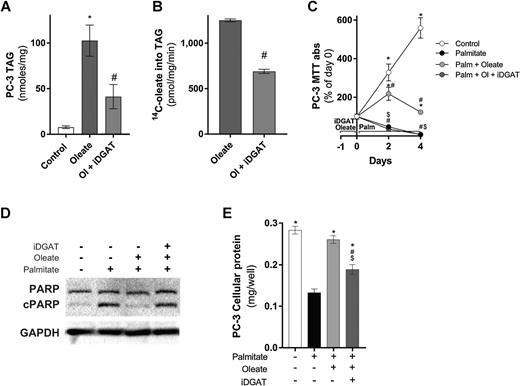 Figure 6. Inhibition of TAG synthesis in PC-3 cells blunts the protective effects of prior oleate treatment to palmitate-induced apoptosis. A, PC-3 cell TAG levels in cells treated with 150 μmol/L oleate (Ol) with or without 60 nmol/L DGAT inhibitor AZD3988 (iDGAT) for 24 hours (three independent experiments performed in duplicate). B, 14C-oleate incorporation into TAG in PC-3 cells that were treated with or without DGAT inhibitor (three independent experiments performed in duplicate). C, MTT assays of PC-3 cells incubated in FCS-containing media supplemented with 250 μmol/L palmitate (Palm) for 4 days following prior incubation with 150 μmol/L oleate (Ol) with or without 60 nmol/L DGAT inhibitor AZD3988 (iDGAT). MTT results are presented as percentages of MTT absorbance at indicated time points relative to that at day 0 for each group (three independent experiments performed in quadruplicate). D, Representative immunoblots of cPARP of PC-3 cells incubated in FCS-containing media supplemented with 250 μmol/L palmitate for 1 day following prior incubation with oleate with or without DGAT inhibitor (three independent experiments performed in triplicate). E, Protein levels in PC-3 cells incubated in FCS-containing media supplemented with 250 μmol/L palmitate for 4 days following prior incubation with 150 μmol/L oleate with or without DGAT inhibitor (three independent experiments performed in triplicate). Data are presented as mean ± SEM. A, * P ≤ 0.05 versus control; #, P ≤ 0.05 versus oleate by one-way ANOVA followed by Tukey multiple comparisons test. B, #, P ≤ 0.05 versus Oleate by Student t test. C, *, P ≤ 0.05 versus palmitate; #, P ≤ 0.05 versus control, $, P ≤ 0.05 versus palm + oleate by two-way ANOVA followed by Tukey multiple comparisons test. E, *, P ≤ 0.05 versus palmitate; #, P ≤ 0.05 versus control; $, P ≤ 0.05 versus palm + oleate by one-way ANOVA followed by Tukey multiple comparisons test.