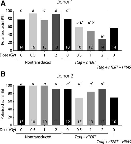 Figure 4. Analysis of acini polarization. A and B, Percentage of polarized acini formed 8 weeks after exposure to 0, 0.5, 1, and 2 Gy of γ-rays by nontransduced, partially transformed, and fully transformed BPECs from donor 1 (A) and donor 2 (B). Numbers inside bars represent the number of analyzed acini for each condition. Different letters indicate statistically significant differences between cells with same genetic alterations exposed to different doses of radiation (Fisher exact test; P < 0.05).