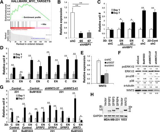Figure 2. Analysis of HBP1 and WNT3 as potential DSRG. A, Gene set enrichment analysis of module-1 DSRG candidates identified 18 of 65 hits as being MYC target genes. B, qRT-PCR showing knockdown of HBP1 in MDA-MB-231 cells. Knockdown of HBP1 (C) or WNT3 (D) induces proliferation in 3D-EN versus 3D (“C”) or 2D cultures. Error bars, SEM of three independent replicates; *, P < 0.01; **, P <0.001. E, Confirmation of WNT3 knockdown by qRT-PCR. Error bars, SEM of three independent replicates. F, Immunoblot of lysates of MDA-MB-231 or BoM1833 transduced with scramble shRNA (“shCont”), or WNT3-knockdown MDA-MB-231 cells probed for total or activated (poT202/Y204) ERK1/2, total or activated (poT180/Y182) p38-MAPK or α-tubulin (as a loading control). Digital quantifications are shown as normalized to the shCont. This blot is typical of three independent experiments. G, Overexpression of SFRP2 or 4, but not SFRP3, in MDA-MB-231 induces proliferation in 3D-EN cultures, whereas the overexpression of WNT3 in BoM1833 suppresses 3D-EN proliferation. Error bars, SEM of three independent replicates; *, P < 0.01; **, P <0.001. H, Immunoblot of MDA-MB-231 lysates transduced with lentivirus expressing V5-tagged SFRP2, 3, or 4 (or empty vector), or BoM1833 (“1833”) cells transduced with WNT3 (or empty vector), probed for V5 or GAPDH. Molecular weight markers are at right.