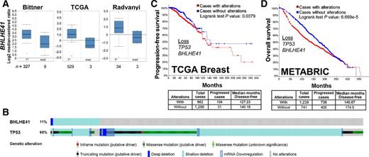 Figure 4. BHLHE41 expression in clinical breast cancer datasets and correlation with survival. A, Oncomine Bittner, TCGA Breast, and Radvanyi datasets showing relative BHLHE41 expression in primary (1°) versus metastatic breast cancer cases. N = number of cases. B, Copy number variations, mutations, and expression changes of TP53 and BHLHE41 in the TCGA Breast dataset produced through cBioPortal, with vertical bars representing a single patient, and the percentages representing the total changes for a given gene. Progression-free (C) and overall survival (D) for TGCA Breast and METABRIC datasets, respectively, based on combined TP53 and BHLHE41 losses in the METABRIC dataset. The number of cases with or without these gene changes, as well as the median number of disease-free months, are shown below.