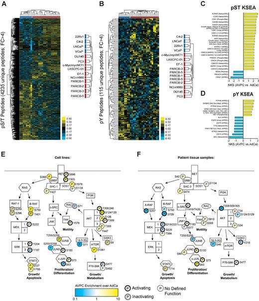 Figure 1. Global phosphorylation and kinase signaling pathways are differentially regulated in AVPC cell lines compared with adenocarcinoma cell lines. Supervised hierarchical clustering heatmap of 4,235 unique phosphoserine/threonine (pS/T) enriched peptides (A) and 115 unique phosphotyrosine (pY) enriched peptides (B) from adenocarcinoma cell lines (blue: C4-2, 22Rv1, LNCaP, and VCaP) and AVPC cell lines (red: cMyc/myrAKT, LASCPC-01, EF-1, PARCB-1, PARCB-2, PARCB-3, PARCB-5, NCI-H660, DU145, and PC3). Yellow, hyperphosphorylation; blue, hypophosphorylation. C and D, Kinase substrate enrichment analysis (KSEA) performed on the 10 AVPC and 4 adenocarcinoma cell lines in A and B, showed multiple predicted alterations to kinase signaling. C, KSEA for pS/T analysis used a false discovery rate (FDR) <0.05, substrate hits > 5, and normalized K score >2.0. D, KSEA for pY analysis used an FDR < 0.1, substrate hits > 4, and normalized K score >1.1. E, Phosphorylated residues identified in the global phosphoproteomics from A and B or F. human phosphoproteome data (23) were mapped onto signaling pathways downstream of RET kinase. Yellow, enriched in AVPC relative to adenocarcinoma; blue, reduced in AVPC relative to adenocarcinoma. Thick black outline, activating phosphorylation; white outline, inactivating phosphorylation; thin outline, no defined function.