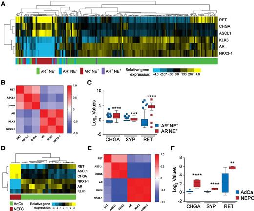 Figure 2. RET kinase along with other neuroendocrine transcripts are upregulated in NEPC relative to adenocarcinoma patient samples. A, Microarray data from the University of Washington rapid autopsy data of metastatic prostate cancer biopsies (32) were clustered on the basis of gene expression of RET, neuroendocrine markers: CHGA and ASCL1, as well as androgen-regulated genes: KLK3, AR, and NKX3-1. Upregulation of expression is represented by yellow, while downregulated genes are represented by blue. Patient samples were classified by AR and NE markers as AR+NE- (green, n = 134), AR-NE- (blue, n = 10), AR-NE+ (red, n = 20), and AR+NE+ (purple, n = 7). B, Pearson correlation matrix of gene expression from A showing a correlation of RET gene expression with neuroendocrine markers and negative correlation with AR-responsive markers. C, Box and whisker plot of average transcript measurements of CHGA, SYP, or RET in adenocarcinoma (AR+NE-) versus the NEPC (AR-NE+) patients. The data is represented in Tukey plots and expression values were analyzed by Student t test. D, Agilent oligo array expression analysis of four neuroendocrine AR-negative LuCaP patient derived xenografts (PDX) and 20 LuCaP adenocarcinoma PDX published by Zhang and colleagues (33) were clustered as in A. E, Pearson correlation matrix of expression data represented in D. F, Box and whisker plot shows an upregulation in CHGA, SYP, and RET kinase in NEPC versus adenocarcinoma PDX samples. Data is represented as in C.